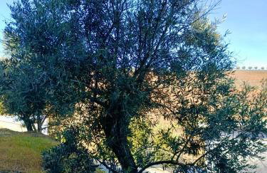 Quinta Da Batoca - Foto 18