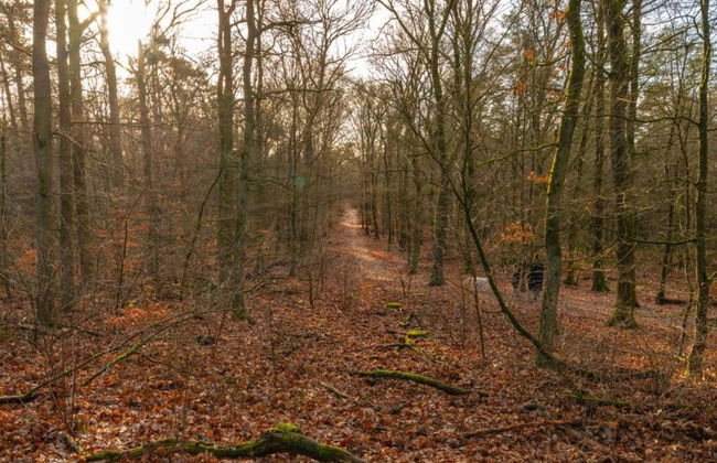 Forest-edge Villa With Sauna - Foto 34