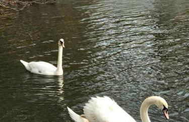 3 Acre Lake Paradise Swimming Pool & Jacuzzi HotTub! - Foto 40