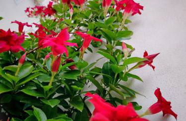 LianHome b&b "Terrazzino" - Foto 44