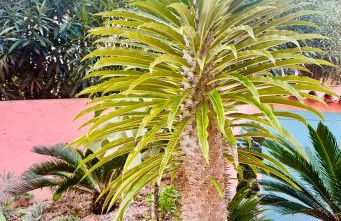 Il Giardino davanti al Mare - Foto 13