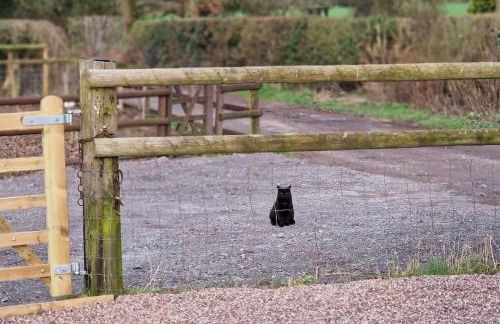 Cosy Owl - Shepherds Hut - Foto 31