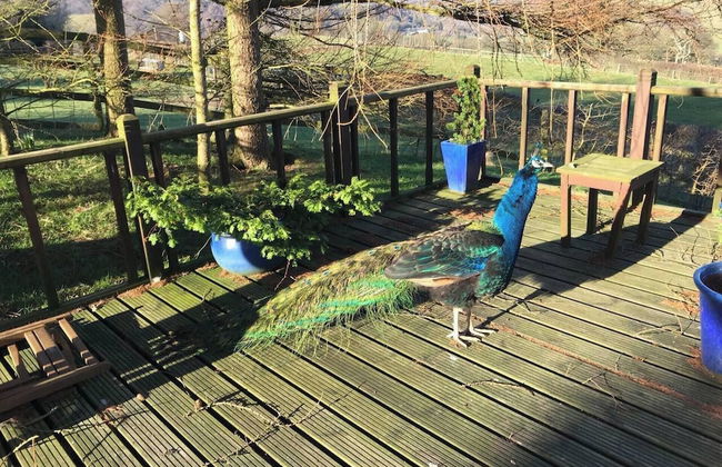 The Shepherds Hut at Hafoty Boeth - Foto 26