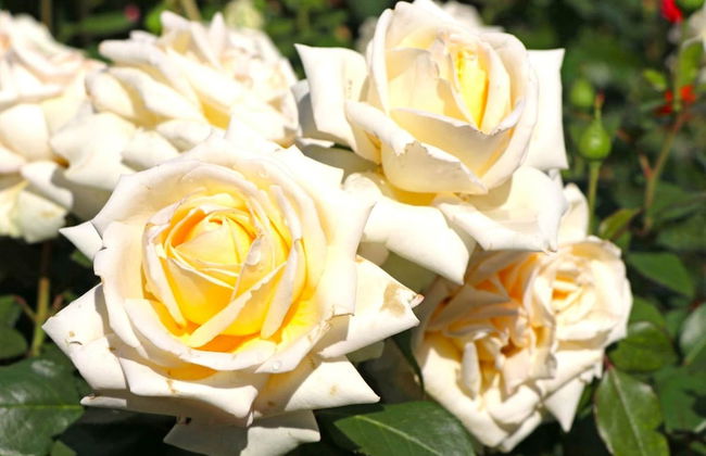 Apartment in Deudesfeld With Private Terrace - Foto 16