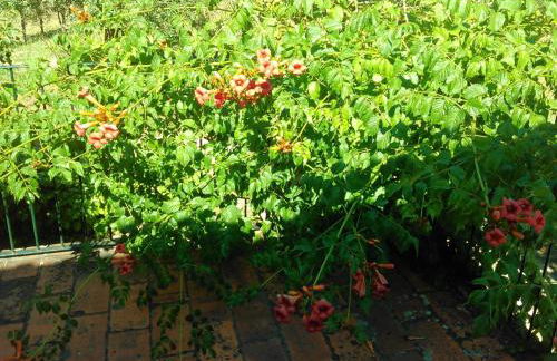 Casa Do Fiscal - Foto 26