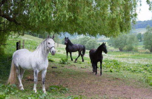 Gut Dankerode - Photo 32