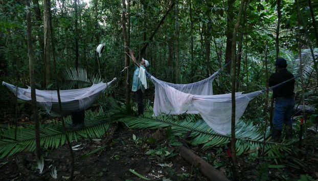 3-Day Amazon Rainforest Tour - Foto 2