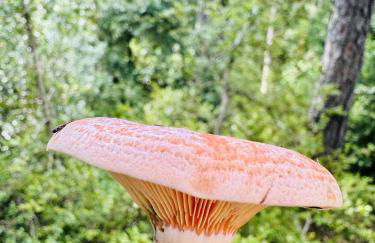 Caseta de Caro Vergés&Forés - Foto 35