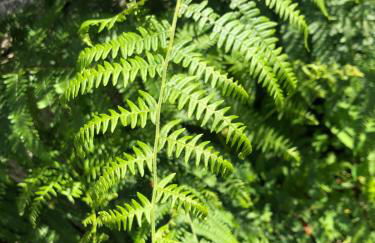 QUINTA do SOUTO BARCIADEMERA - Foto 77