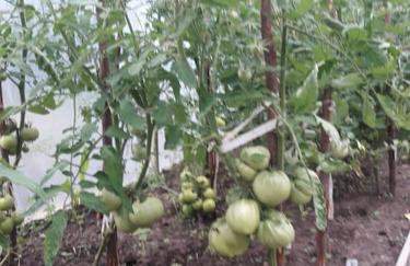 Komfortowy dom wakacyjny dla kilku rodzin - Foto 15