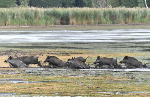 Tiny House am Waldrand - Foto 33