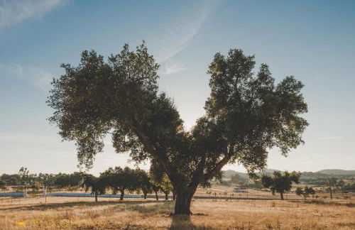 Monte dos Pintos - Foto 40