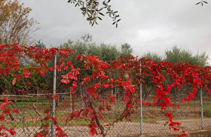 Nafpaktos cottage by the sea for travelers and dreamers! - Foto 66