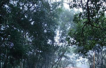 Sítio Wida Feliz - Foto 33