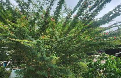 Fully renovated 4 bd with 2 master suits, 3 bth home in centralized location - Foto 27