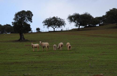 Refúgio d' Aldeia - Foto 40