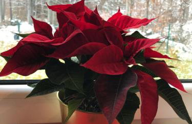 Domek w borówkach - Foto 4