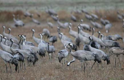 Casas rurales LA LAGUNA y LA BUHARDILLA DE LA LAGUNA - Foto 56
