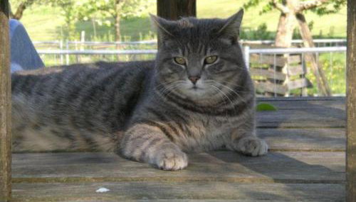 Wohnung 5 Morgensonne - Foto 5