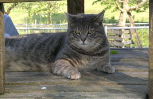 Wohnung 5 Morgensonne - Foto 5