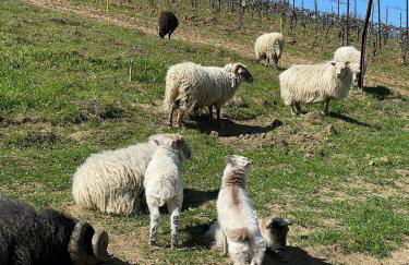 Villa Venti - Craft Wine & Hospitality - Foto 73