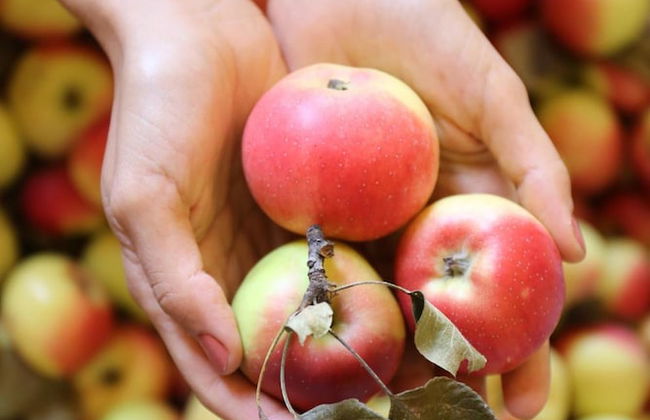 Società Agricola Cacigolara - Foto 24