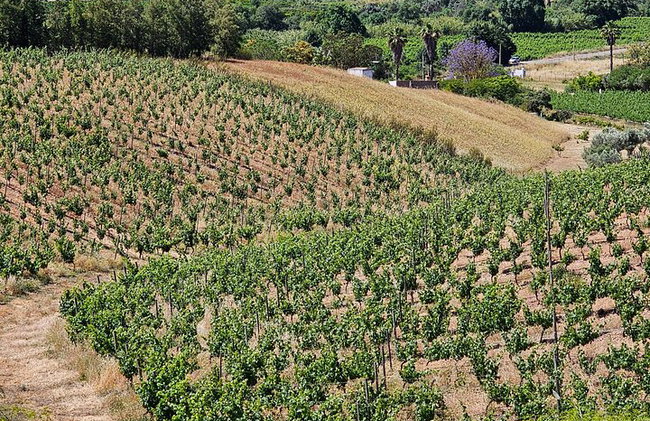 Algarve Essen und Wein Erfahrung - Private von Lagos - Foto 13