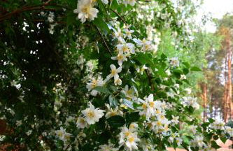 Sowa i Kumple - Foto 19