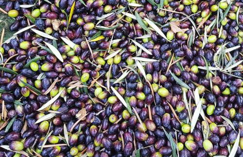 Tropical Studio - Foto 50