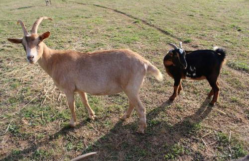 Evadez-vous à la ferme ! - Foto 33