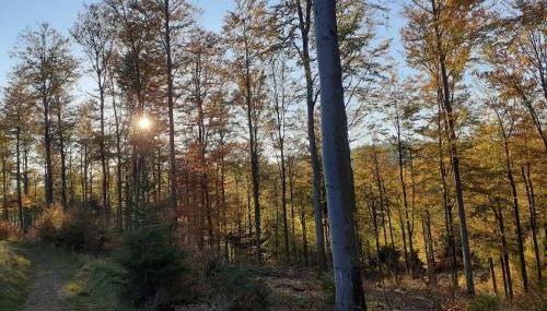 Häuser Traumblick und Alpenzauber - Foto 4