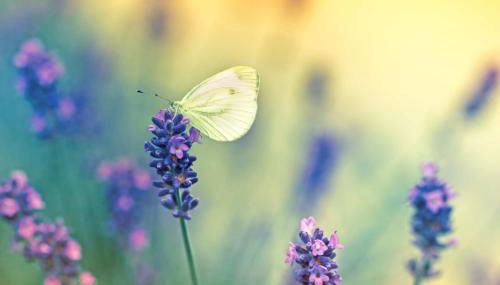 Casa Lorenzo - Foto 5