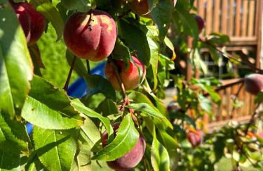 Ferienhaus Kranich - Foto 11