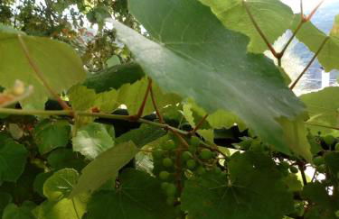 Casa da Carvalheira - Foto 24