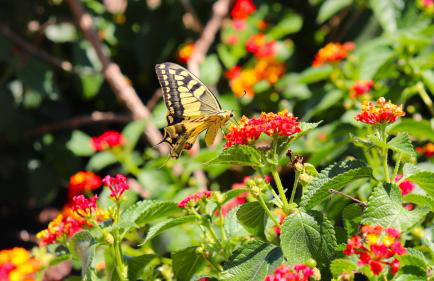 Country villa Sant' Elène - Appartamento Olivo - Foto 20