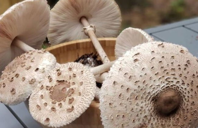 Holiday Home 2 Under the Trees - Photo 15