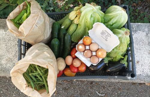 Tenuta Vitale - Azienda agricola multifunzionale - Foto 11