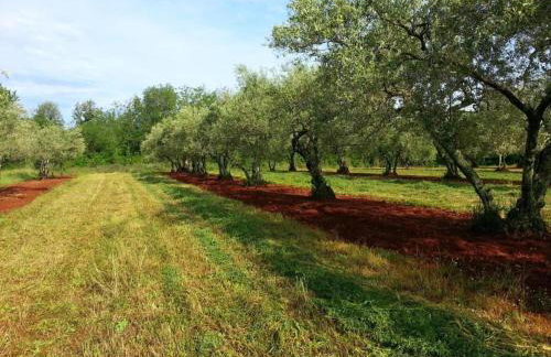 Spacious Holiday Home in Verteneglio - Foto 6