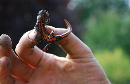 Ferienhof Sommergarten - Foto 22