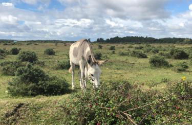 Spire View - New Forest Holiday Home - Photo 33