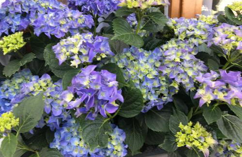 Residenza Ambrogi - Foto 42