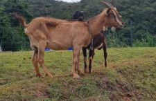 Escarpas do lago Mirante AP - Foto 77