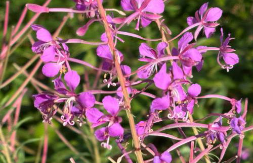 Ferienwohnung Schuhmacherwerkstatt Wilhelm Wendel - Photo 21