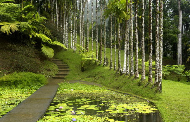 Tour del nord di Martinica - Foto 7