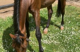 Ruhiges Wohlfühlzimmer auf dem Pferdehof Gut Greppin - mit Kochnische, WLAN & kostenlosem Parken - Foto 16