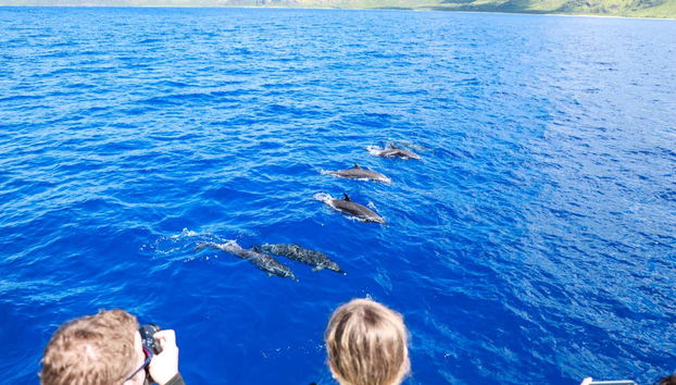 Oahu Dolphin or Turtle Watching & Snorkeling - Foto 3