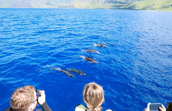 Oahu Dolphin or Turtle Watching & Snorkeling - Foto 3