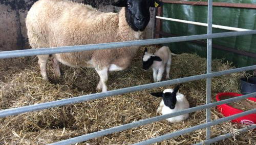 Blockhaus Almhütte Wiesenglück - Foto 5