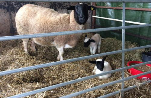Blockhaus Almhütte Wiesenglück - Foto 5