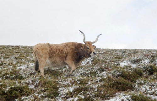 Casa da Covinha - Branda da Aveleira - Photo 28